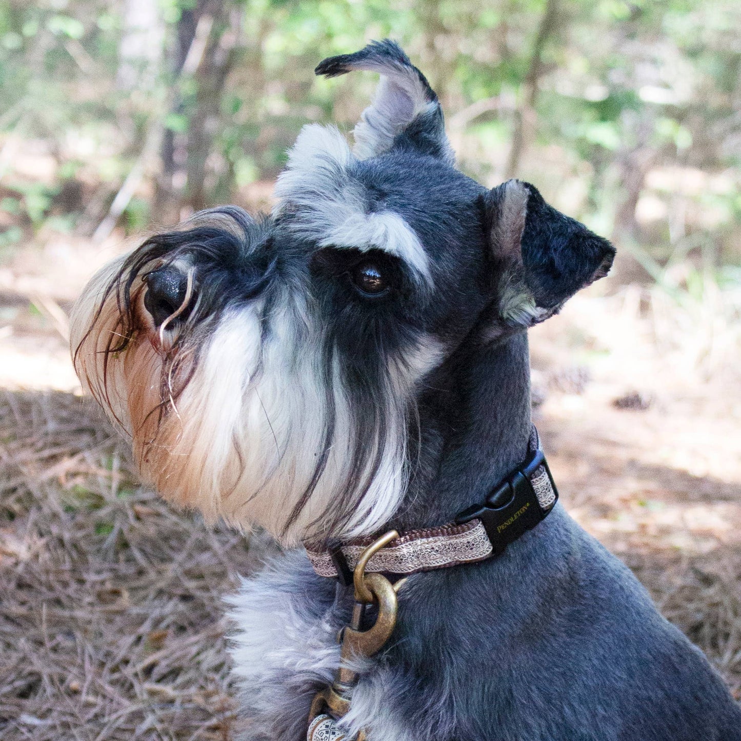 Pendleton Adjustable Dog Collar | Westerley