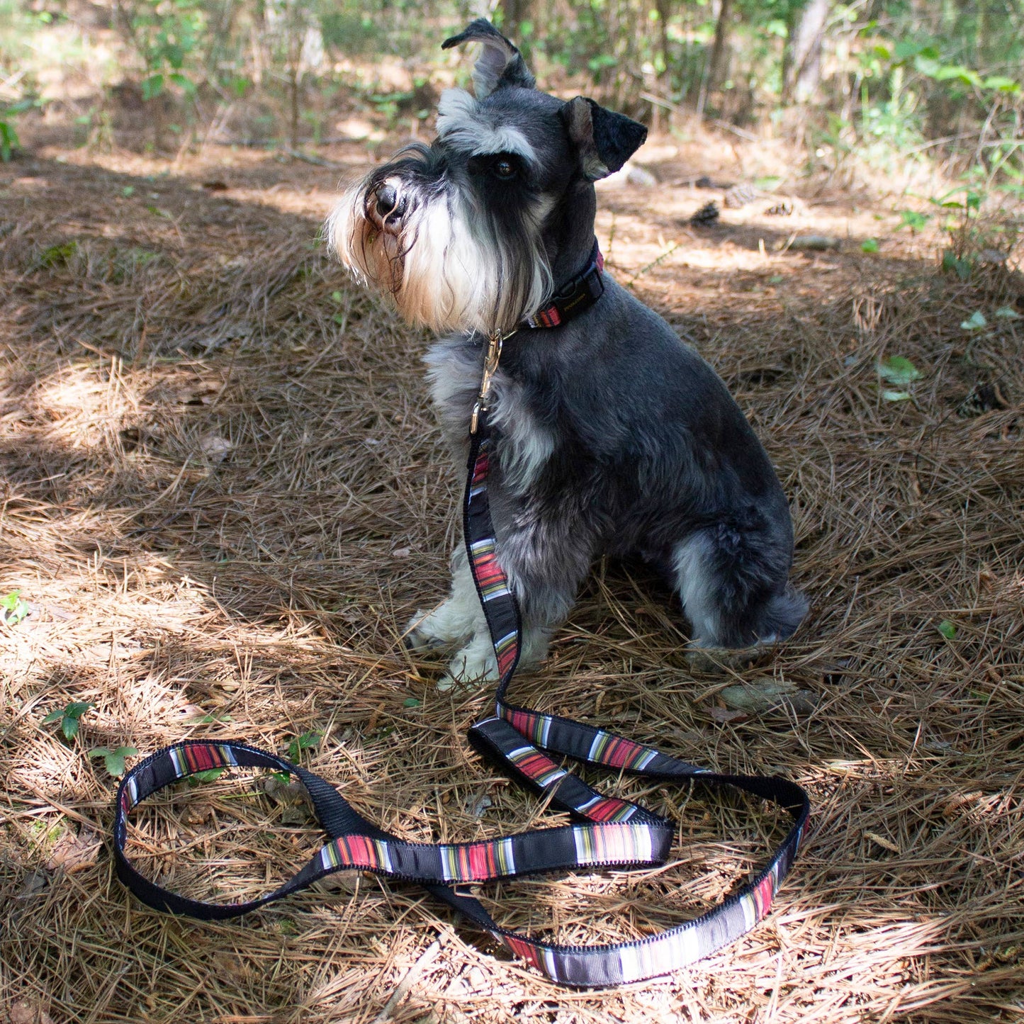 Pendleton National Park Adjustable Dog Collar | Acadia